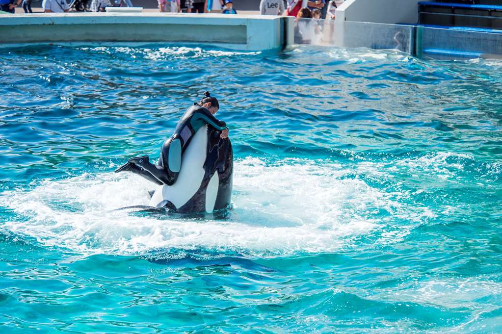 Kamogawa Sea World Hotel Facilities photo